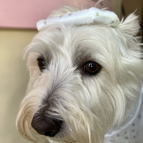 Angel Costume with Headpiece. White metallic fabric with faux fur trim. - Picture 3 of 8